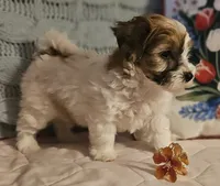 Valerie , a female Poodle - Miniature  and Bichpoo for sale in Lancaster, OH – 9 of 9