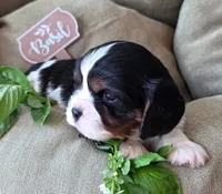 Basil, a male Cavalier King Charles Spaniel for sale in Lancaster, OH – 9 of 10