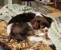 Emerald Faerie - pet only, a female Cavalier King Charles Spaniel for sale in Lancaster, OH – 6 of 9