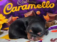 Carmello akc, a female Cavalier King Charles Spaniel for sale in Lancaster, OH – 3 of 10