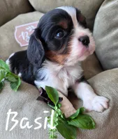Basil, a male Cavalier King Charles Spaniel for sale in Lancaster, OH – 5 of 10