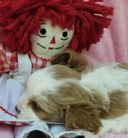 Raggedy Anne , a female Cavalier King Charles Spaniel and Cavachon for sale in Lancaster, OH – 4 of 10