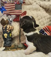 Firecracker , a male Cavalier King Charles Spaniel for sale in Lancaster, OH – 9 of 10