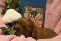 Alice in Wonderland , a female Cavalier King Charles Spaniel for sale in Lancaster, OH – 7 of 10