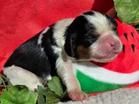 Merry Melon , a male Cavalier King Charles Spaniel for sale in Lancaster, OH – 9 of 10