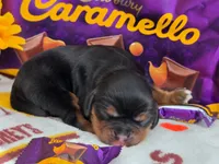 Carmello akc, a female Cavalier King Charles Spaniel for sale in Lancaster, OH – 4 of 10
