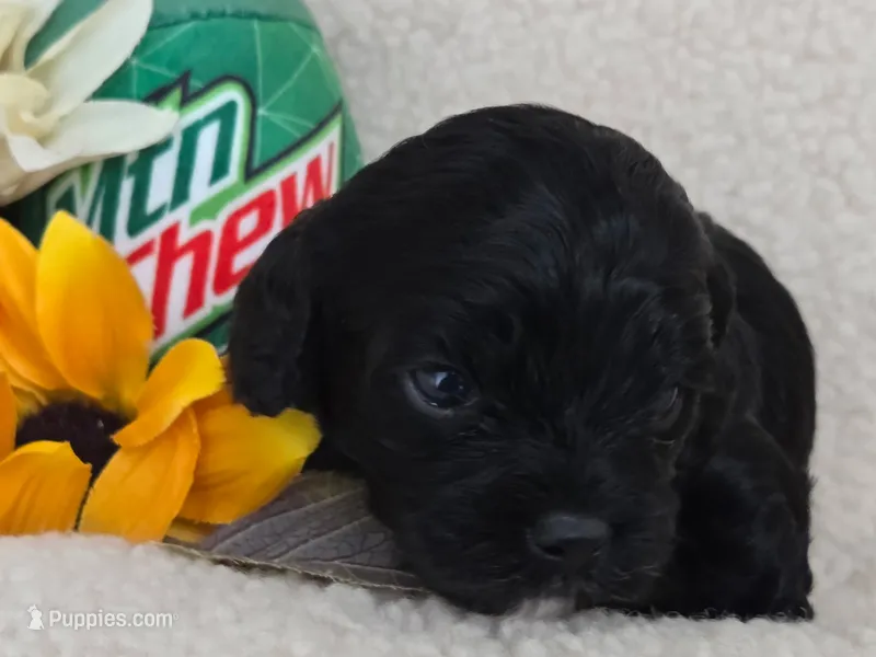 Mountain Chew – Cavapoo puppy for sale in Lancaster, OH