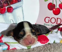 Cheerful Cherry , a female Cavalier King Charles Spaniel for sale in Lancaster, OH – 3 of 4