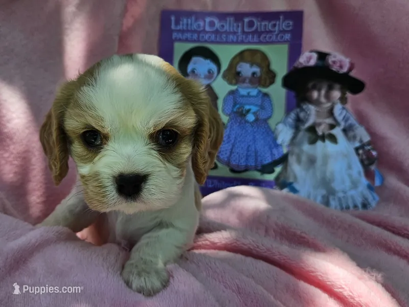Dolly Dingle  – Cavalier King Charles Spaniel, Cavachon puppy for sale in Lancaster, OH