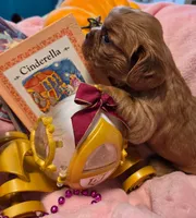 Cinderella akc, a female Cavalier King Charles Spaniel for sale in Lancaster, OH – 6 of 10