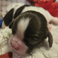 Liberty Bell, a female Cavalier King Charles Spaniel for sale in Lancaster, OH – 2 of 10
