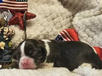 Firecracker , a male Cavalier King Charles Spaniel for sale in Lancaster, OH – 7 of 10