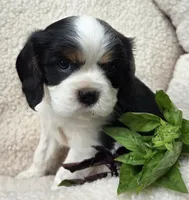 Basil AKC chocolate carrier , a male Cavalier King Charles Spaniel for sale in Lancaster, OH – 7 of 9