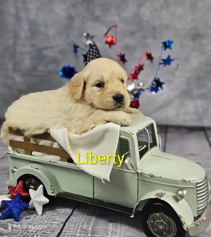 Liberty  – Golden Retriever, English Cream Golden Retriever puppy for sale in Lancaster, OH