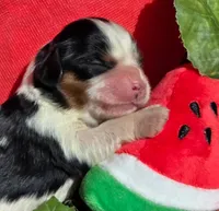 Merry Melon , a male Cavalier King Charles Spaniel for sale in Lancaster, OH – 6 of 10