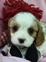 Raggedy Anne , a female Cavalier King Charles Spaniel and Cavachon for sale in Lancaster, OH – 3 of 10