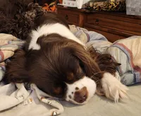 Emerald Faerie - pet only, a female Cavalier King Charles Spaniel for sale in Lancaster, OH – 4 of 9