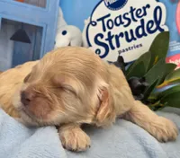 Blueberry Struedel hypoallergenic , a female Cockapoo and Bichpoo for sale in Lancaster, OH – 3 of 8