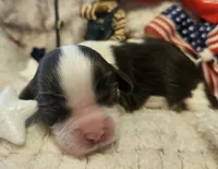 Patriot, a male Cavalier King Charles Spaniel for sale in Lancaster, OH – 7 of 10