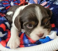 Independence , a female Cavalier King Charles Spaniel for sale in Lancaster, OH – 5 of 6