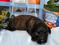 Blueberry Flapjack hypoallergenic , a male Cockapoo and Bichpoo for sale in Lancaster, OH – 7 of 9