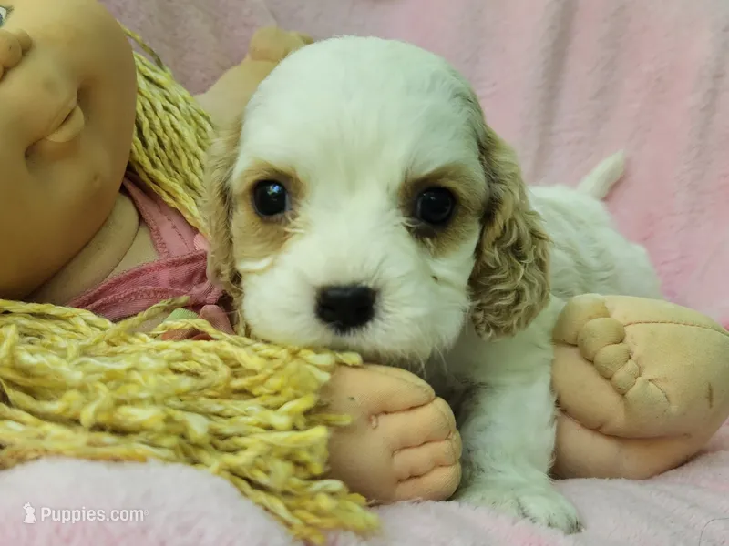 Cabbage Patch – Cavalier King Charles Spaniel, Cavachon puppy for sale in Lancaster, OH