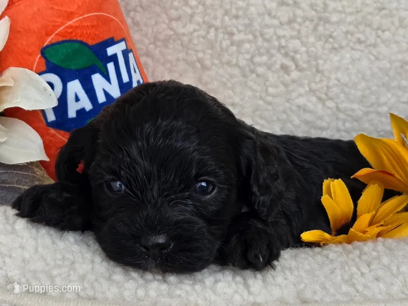 Panta – Cavapoo puppy for sale in Lancaster, OH