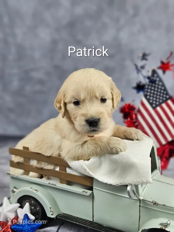 Patrick ACA – Golden Retriever, English Cream Golden Retriever puppy for sale in Lancaster, OH