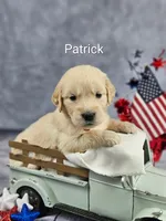 Patrick ACA, a male Golden Retriever and English Cream Golden Retriever for sale in Lancaster, OH – 1 of 3