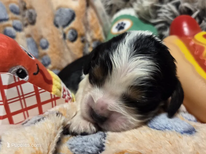 Corndog – Cavalier King Charles Spaniel, Miniature Dachshund puppy for sale in Lancaster, OH