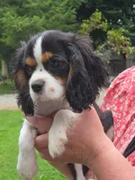 Smoky Bear akc choc carrier , a male Cavalier King Charles Spaniel for sale in Lancaster, OH – 7 of 10