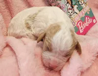Barbie Doll, a male Cavalier King Charles Spaniel and Cavachon for sale in Lancaster, OH – Photo 5 of 10