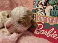 Barbie Doll, a male Cavalier King Charles Spaniel and Cavachon for sale in Lancaster, OH – Photo 8 of 10