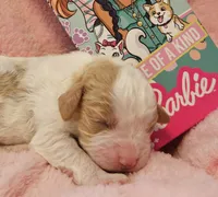 Barbie Doll, a male Cavalier King Charles Spaniel and Cavachon for sale in Lancaster, OH – Photo 6 of 10