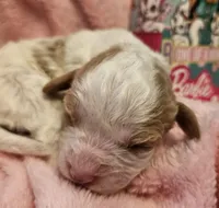 Barbie Doll, a male Cavalier King Charles Spaniel and Cavachon for sale in Lancaster, OH – Photo 9 of 10