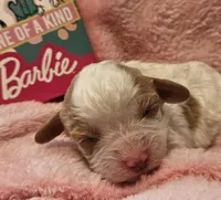 Barbie Doll, a male Cavalier King Charles Spaniel and Cavachon for sale in Lancaster, OH – Photo 7 of 10