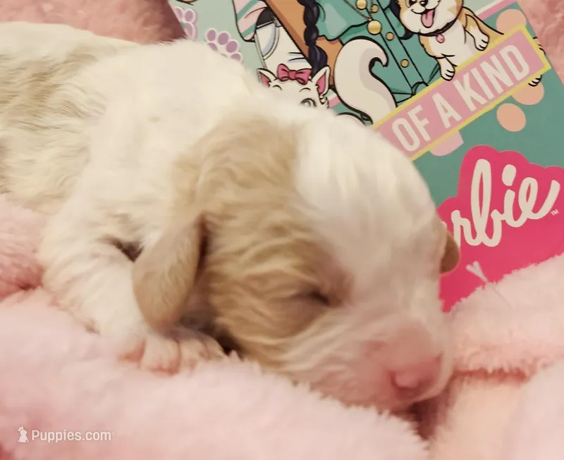 Barbie Doll – Cavalier King Charles Spaniel, Cavachon puppy for sale in Lancaster, OH