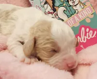 Barbie Doll, a male Cavalier King Charles Spaniel and Cavachon for sale in Lancaster, OH – Photo 1 of 10