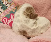 Barbie Doll, a male Cavalier King Charles Spaniel and Cavachon for sale in Lancaster, OH – Photo 2 of 10