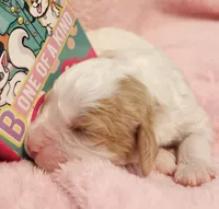 Barbie Doll, a male Cavalier King Charles Spaniel and Cavachon for sale in Lancaster, OH – Photo 4 of 10