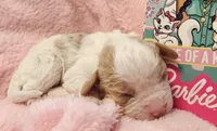 Barbie Doll, a male Cavalier King Charles Spaniel and Cavachon for sale in Lancaster, OH – Photo 3 of 10