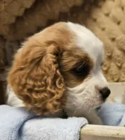 G I Joe, a male Cavalier King Charles Spaniel and Cavachon for sale in Lancaster, OH – 2 of 10
