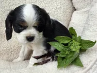 Basil AKC chocolate carrier , a male Cavalier King Charles Spaniel for sale in Lancaster, OH – 5 of 9