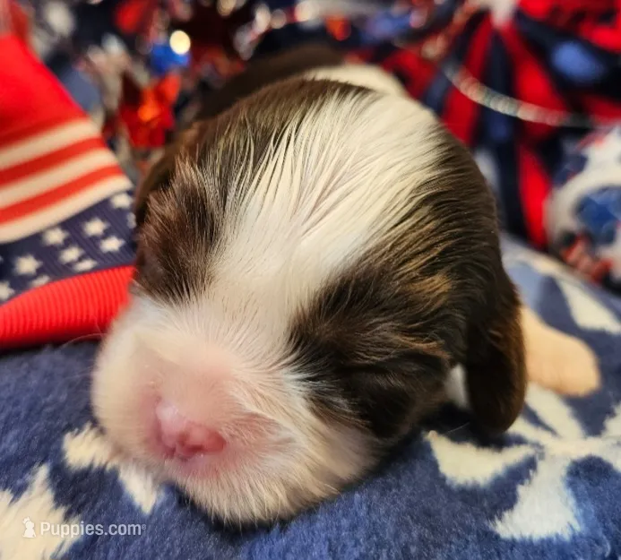 Patriot – Cavalier King Charles Spaniel puppy for sale in Lancaster, OH