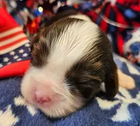 Patriot, a male Cavalier King Charles Spaniel for sale in Lancaster, OH – 2 of 9