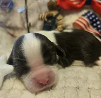 Patriot, a male Cavalier King Charles Spaniel for sale in Lancaster, OH – 10 of 10