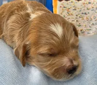 Blueberry Puptart, a male Cockapoo and Bichpoo for sale in Lancaster, OH – 9 of 9