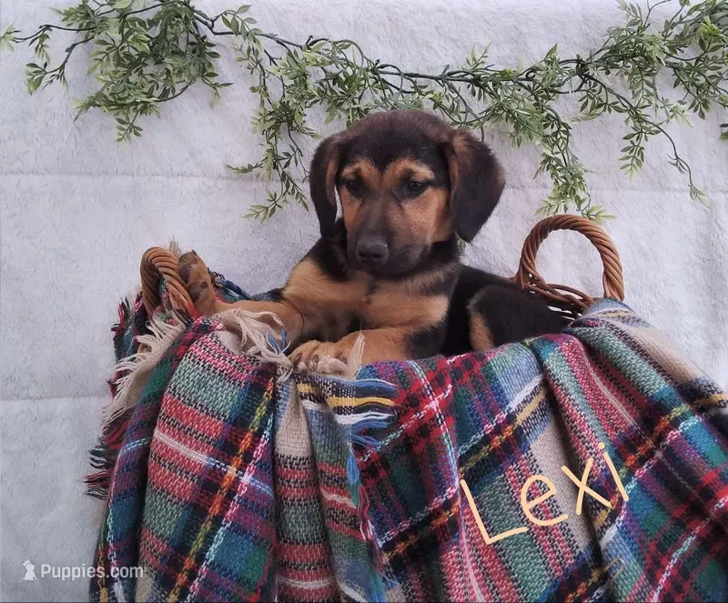 Lexi, a female German Shepherd Dog and Australian Labradoodle for sale in Lancaster, OH – Photo 1 of 1
