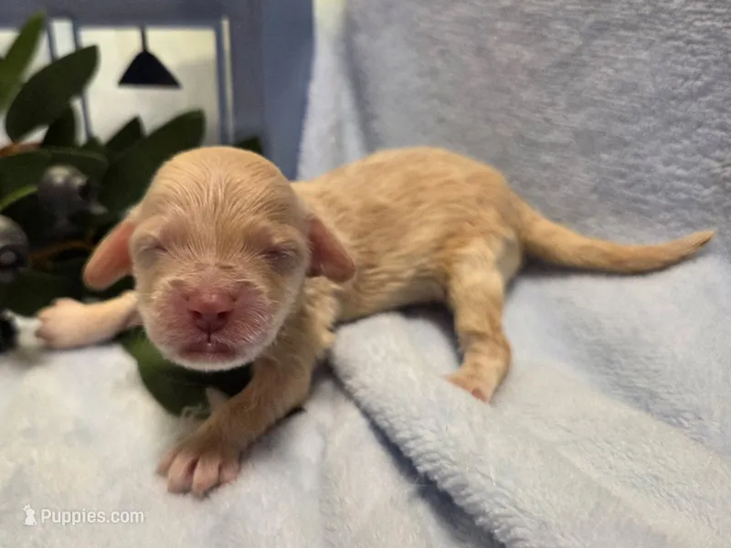 Blueberry Struedel – Cockapoo, Bichpoo puppy for sale in Lancaster, OH