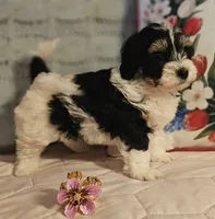 Victoria , a female Poodle - Miniature  and Bichpoo for sale in Lancaster, OH – 6 of 10